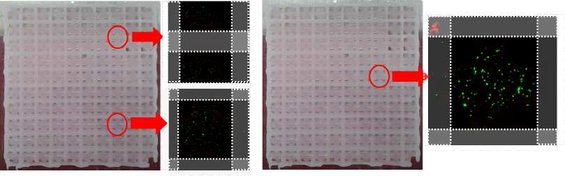 PCL + Alginate 인공지지체의 Live/Dead cell assay 결과 : 3일(좌), 7일(우)