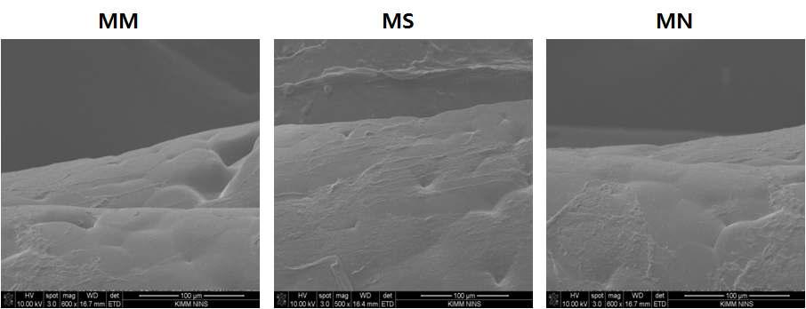 PCL + Alginate 복합인공지지체상의 SEM