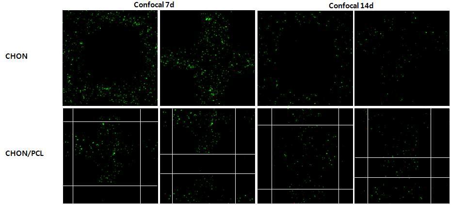 PCL + Alginate + CHON cell 복합인공지지체의 세포증식