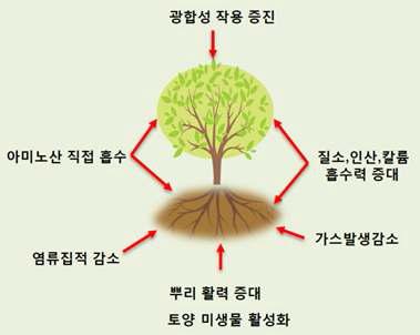 아미노산 비료 효과