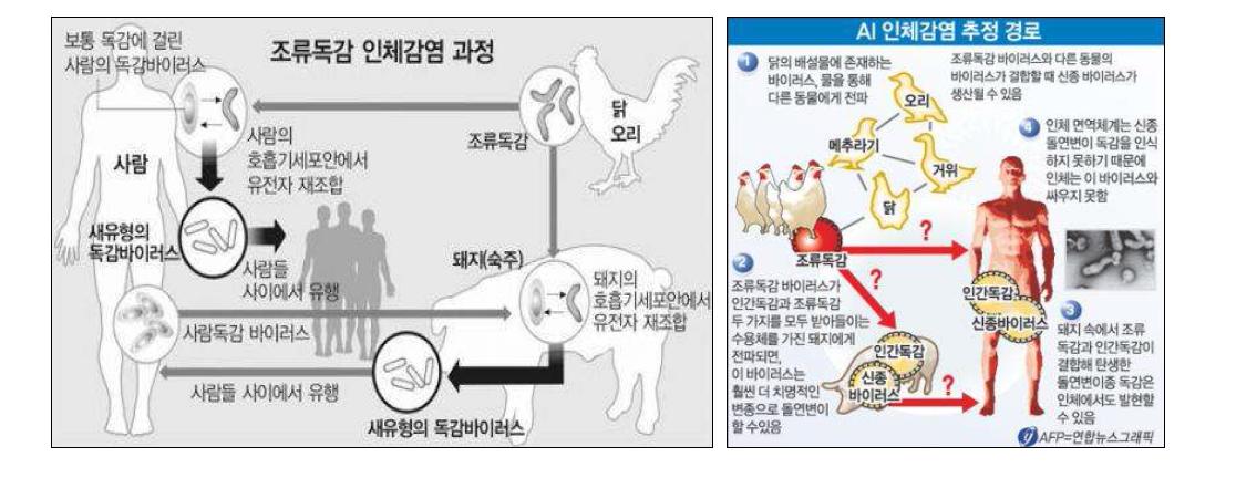 조류인플루엔자 인체감염 위험성