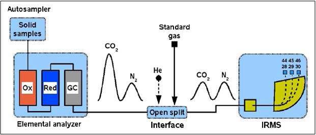 안정성 동위원소 (질소, 탄소) 비 측정 방법(기작)