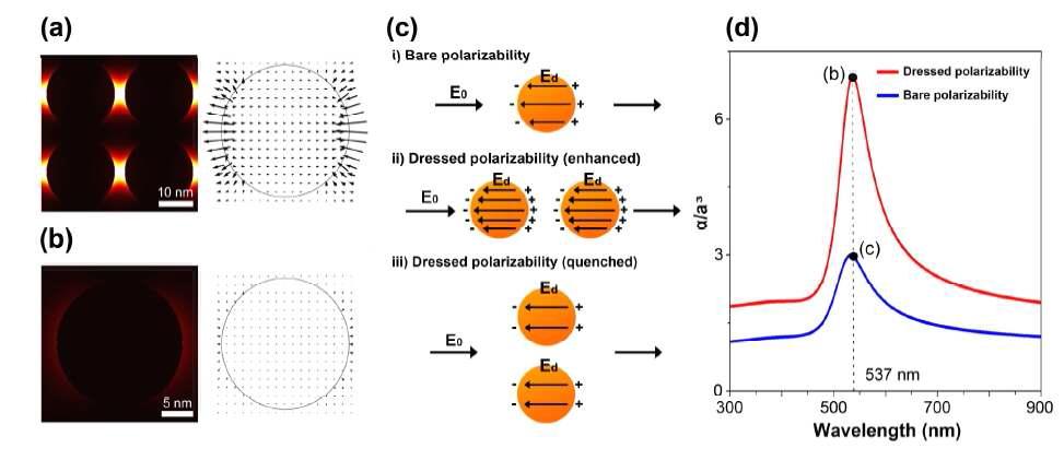 (a) 23nm 간격을 갖는 단층 격자에 537nm 공명파장이 입사한 경우에 필드의 강도를 나타내는 그림(왼쪽)과 방향성 필드 그림 (오른쪽). (b) 상호작용이 일어나지 않는 단일 입자만 존재하는 경우에 537nm 파가 입사했을 때 필드의 강도를 나타낸 그림(왼쪽)과 방향성 필드 그림(오른쪽) (c) 단일 입자에서 일어나는 분극현상, 상호작용이 보정된 두가지 분극현상(강화, 퀸치(quench))이 도식으로 나타나 있다. (d) 단일 입자의 분극(청색)과 상호작용이 일어나는 분극(적색)이 그려져 있다.