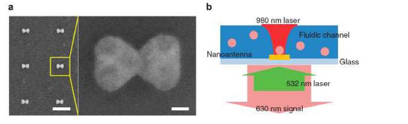 (a) 나노안테나의 전자현미경 사진. (b) 나노광포획 시스템 개념도.