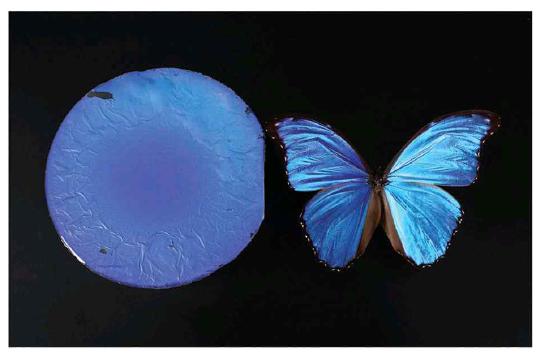 생체 모사된 박막과 Morpho 나비
