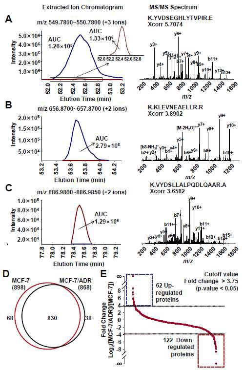 MCF-7과 MCF-7/ADR 세포의 지질래프트의 비표지 정량 단백질체학 분석.