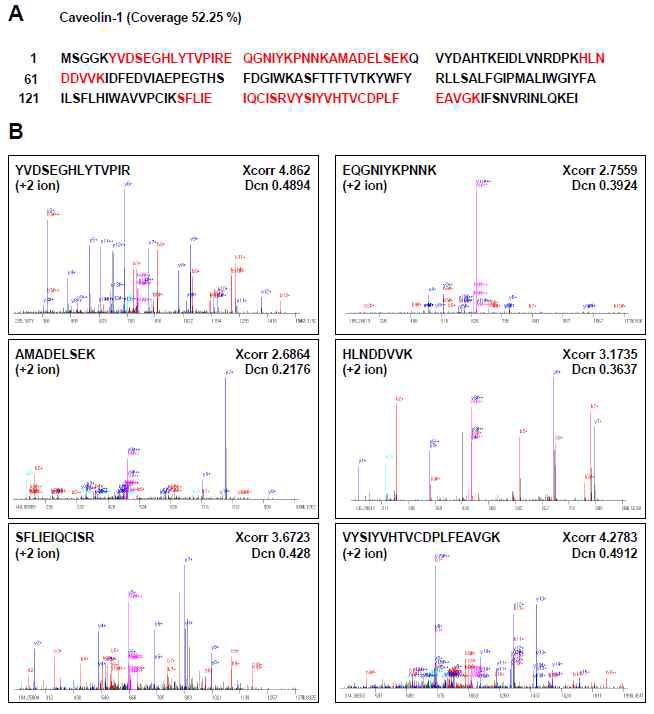 caveolin-1에 대한 펩타이드 서열과 매 스스펙트럼.