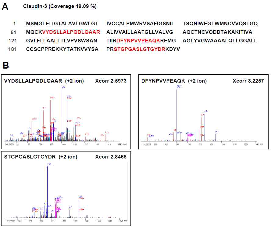 claudin-1에 대한 펩타이드 서열과 매스 스 펙트럼.