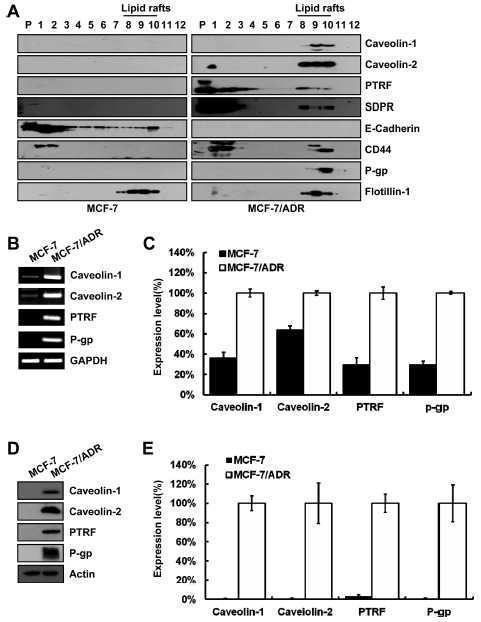 PTRF는 MCF-7/ADR에서 과량발현되어 있다.