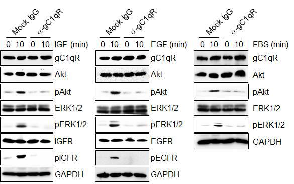 세포표면 gC1qR의 중성화는 성장인자에 의한 RTK 활성을 방해한다.