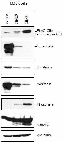 Immunoblot analysis of epithelial (E-cadherin, b-catenin, and g-catenin) and mesenchymal (N-cadherin and vimentin) proteins in MDCK-CIIA or control cells.