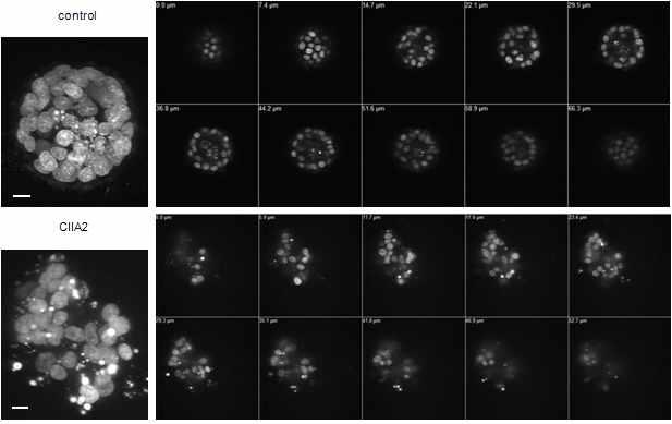 MDCK-CIIA or control cells were grown in 3-D cultures as described previously