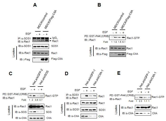 CIIA enhances Rac1 activity through interacting with SOS1.