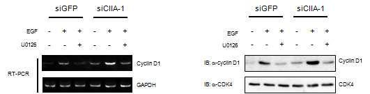 CIIA regulates EGF-induced cyclin D1 expression.