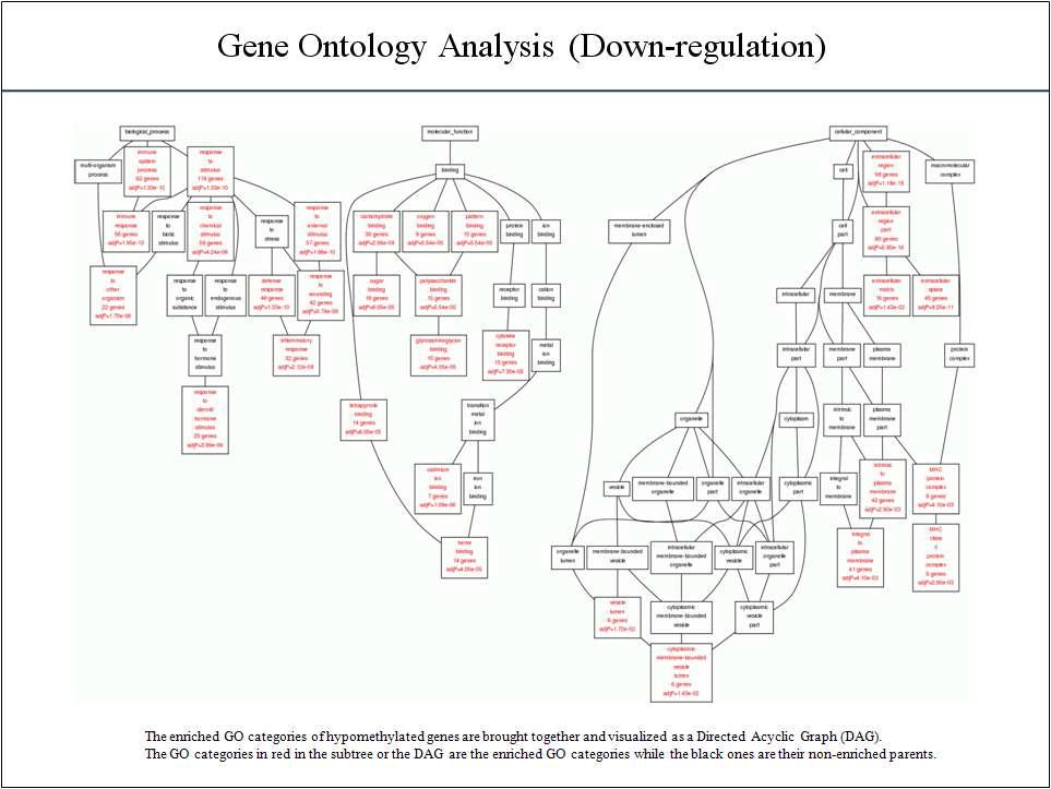 Down-regulation된 유전자의 gene ontology 분석결과
