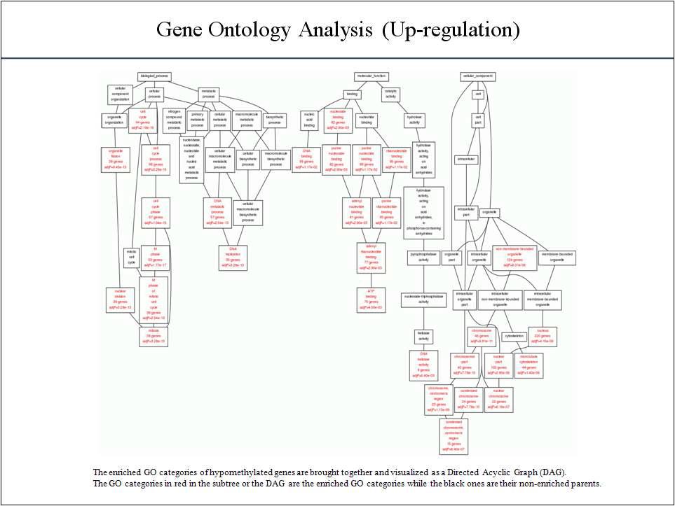Up-regulation된 유전자의 gene ontology 분석결과