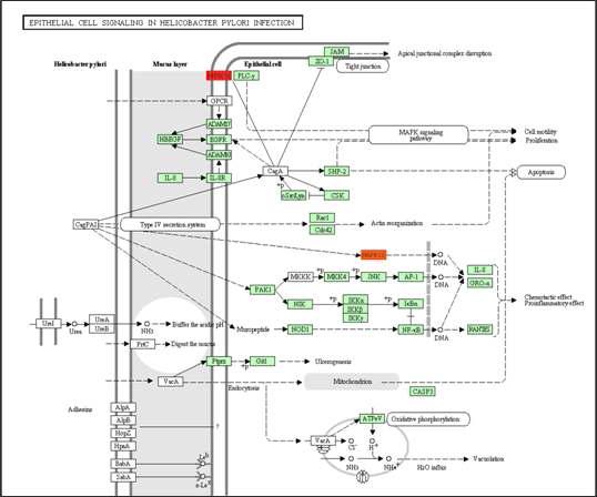 분문부 및 비분문부 위암에 대한 pathway 분석 결과 (상) colorectal cancer pathway (하) Epithelial cell signaling in Helicobacter pylori infection pathway