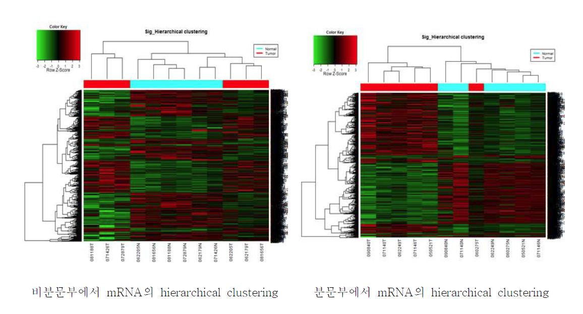 분문부 및 비분문부 위암 조직에서의 mRNA 발현에 대한 hierarchical clustering