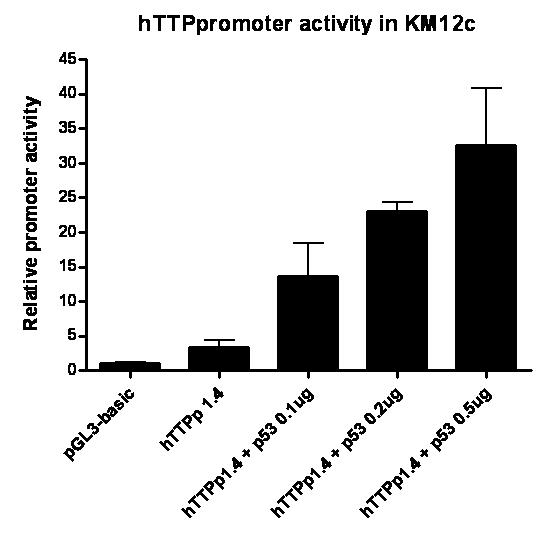 p53을 농도별로 TTP promoter와 함께 transfection한 후 luciferase activity를 측정한 결과 p53에 의해 TTP promoter가 증가함을 확인 할 수 있음.