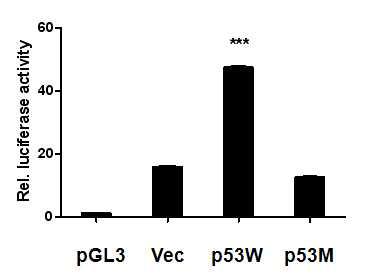 KM12C 세포에 p53 wild type과 mutant 유전자를 transfection 하여 24시간 후에 Luciferase activity를 분석함.