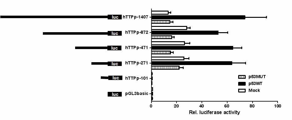 KM12C에 TTP promoter의 다양한 deletion mutant construct와 p53 wild type과 mutant 유전자를 동시에 transfection한 후 24시간 후에 luciferase activity를 측정함.