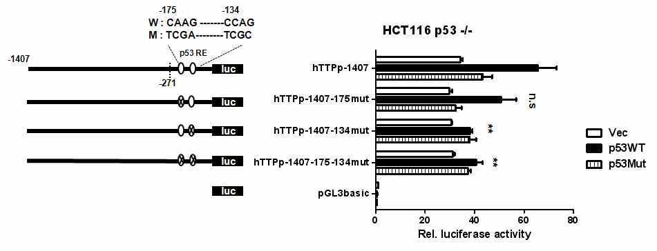 TTP promoter 부위의 p53 responsible element의 mutant constructs와 p53 wild type과 mutant type 유전자를 동시에 transfection 하여 24시간 후 luciferase activity를 측정함.