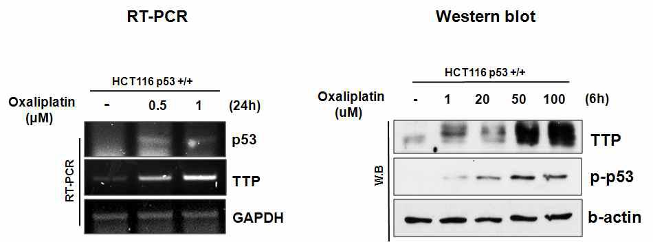 HCT116 p53 wild type 세포에 oxaliplatin을 24시간 처리 후 RT-PCR 및 western blot을 수행하여 TTP 발현을 분석하였음