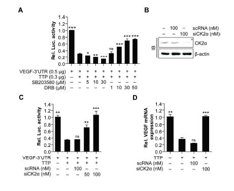 Colo320에 CK2 inhibition에 의한 VEGF mRNA stability 확인 및 단백질 및 mRNA 발현 분석.