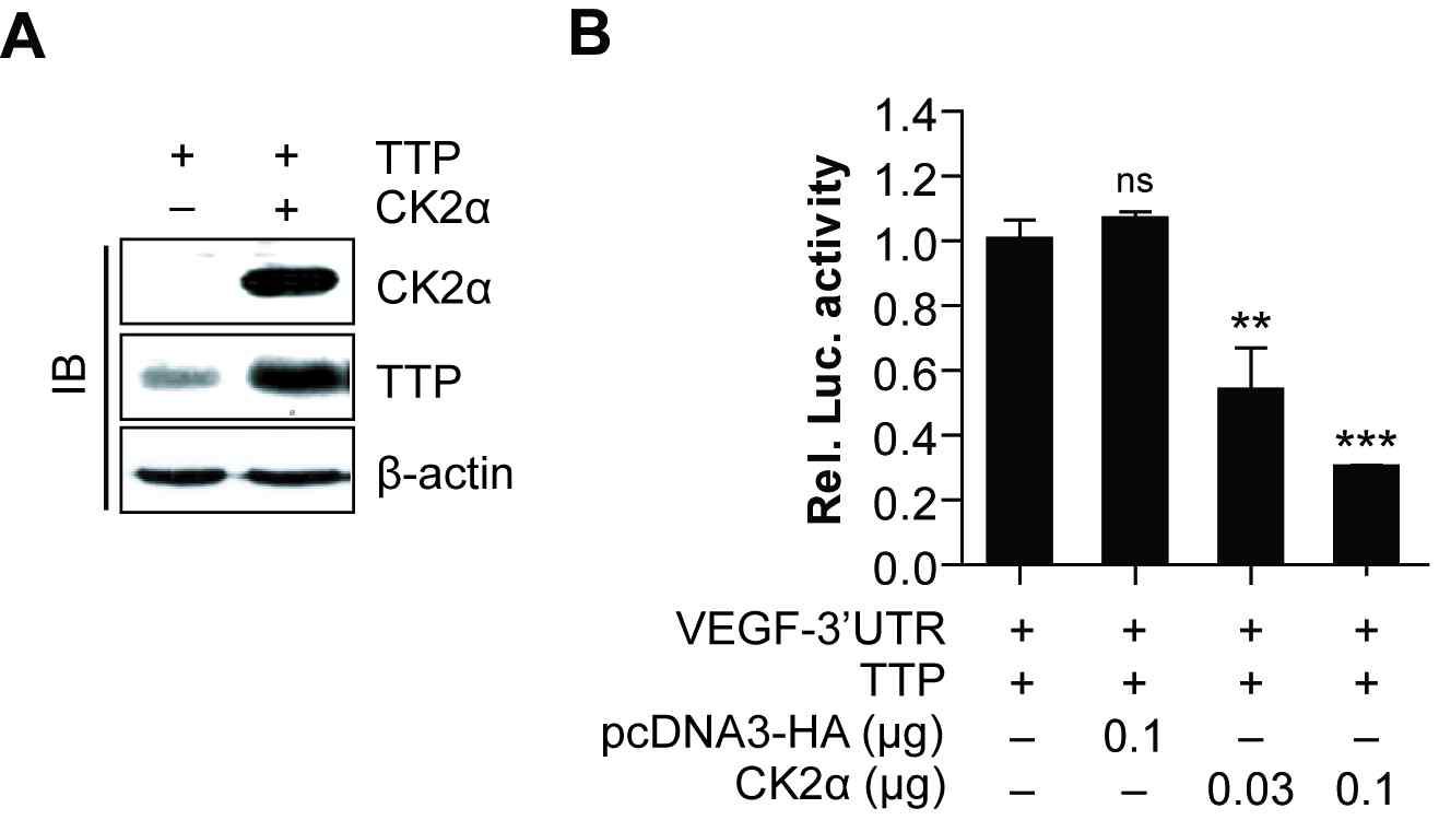 Colo320에 CK2 과발현을 통한 단백질 및 VEGF mRNA stability 분석