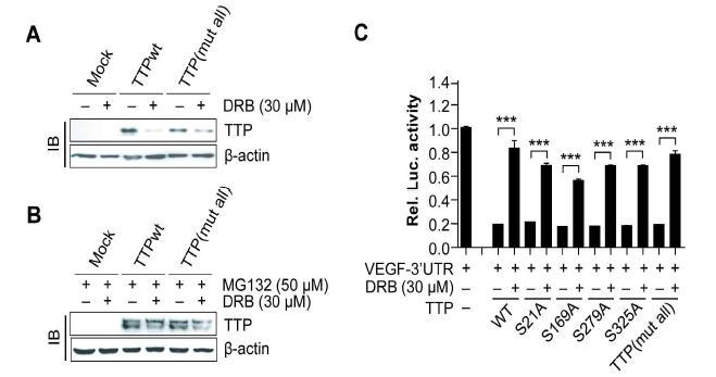 VEGF 및 TTP의 CK2의 phosphorylation site와의 관련성 조사