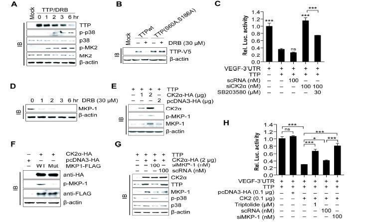 CK2 신호 억제에 따른 다양한 kinase들의 활성과 MKP-1 inhibitor 와 siMKP-1 통한 TTP의 stabilty 확인.