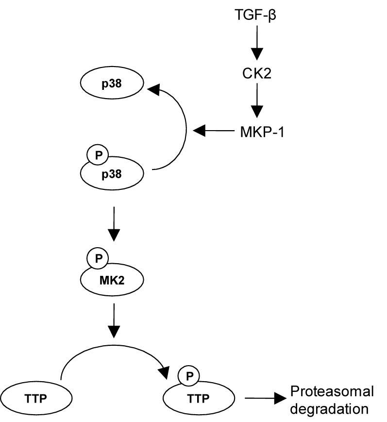 TGF-β,CK2를 통한 TTP activity조절 기작 모식도