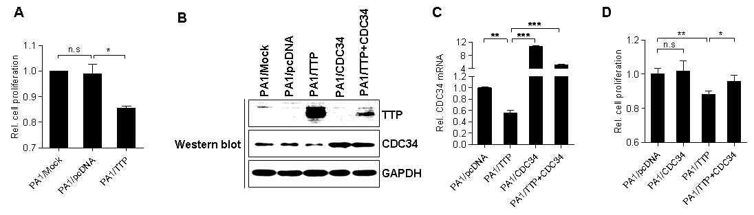 PA1 cell에 TTP를 과발현하여 세포 증식 분석.