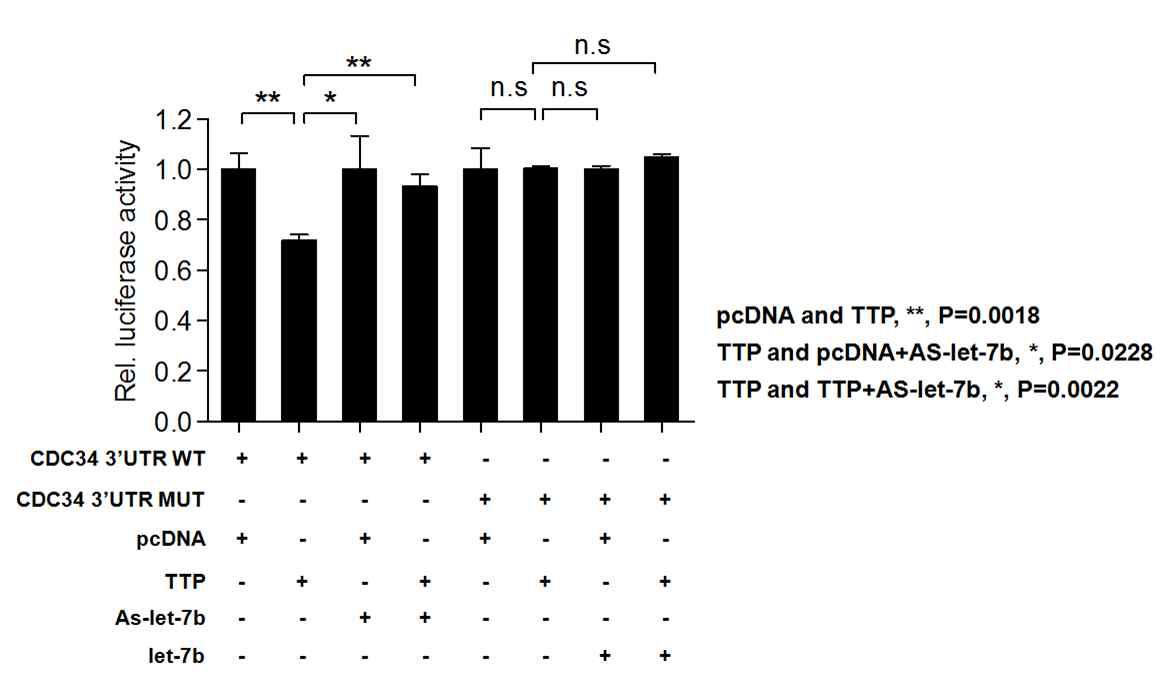 TTP에 의한 CDC34의 stability 분석.