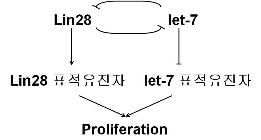 Lin28 및 let-7의 feedback system.