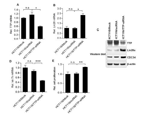 TTP 억제에 따른 Lin28 발현 분석