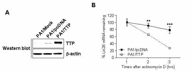 TTP에 Lin28 mRNA stability