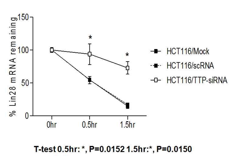 TTP 억제에 따른 Lin28 stability 조사