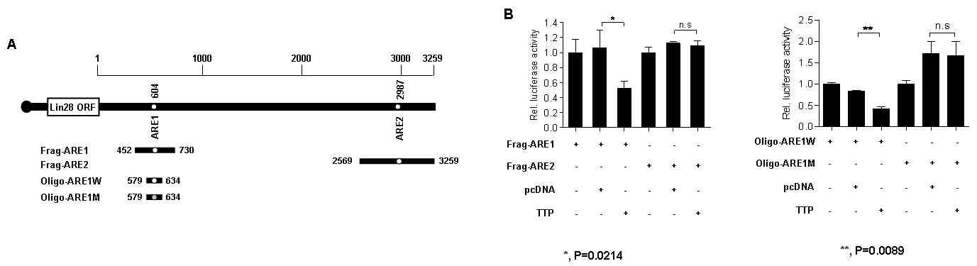 Lin28의 mRNA 3'UTR의 분석