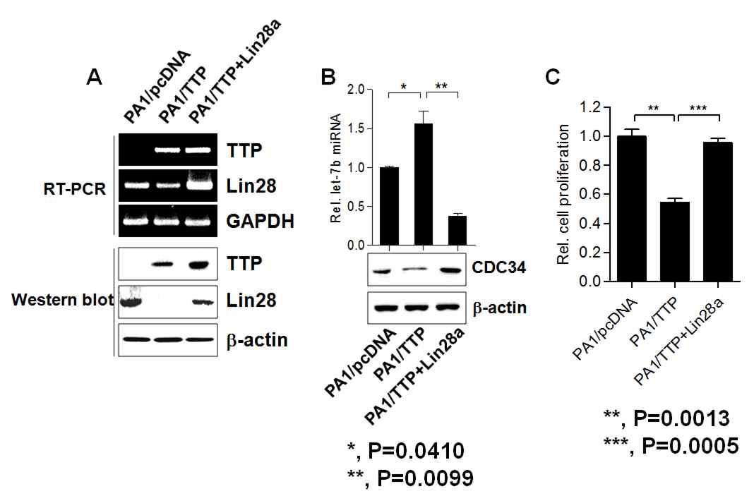 TTP 및 Lin28에 의한 let-7과 CDC34의 발현 분석