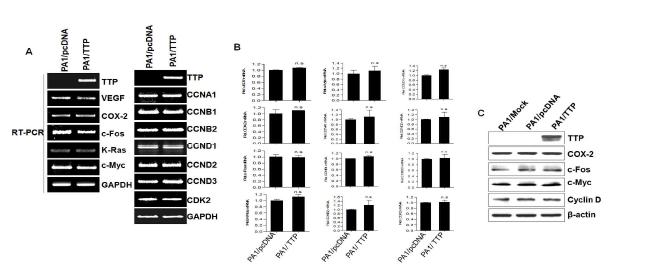 TTP 표적유전자 및 세포주기 유전자의 발현 분석