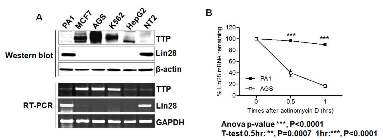 다양한 암세포주에서 TTP 및 Lin28 발현 확인