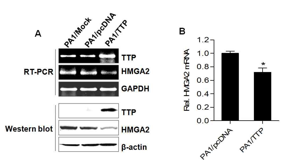 TTP의 의한 HMGA2의 발현 분석