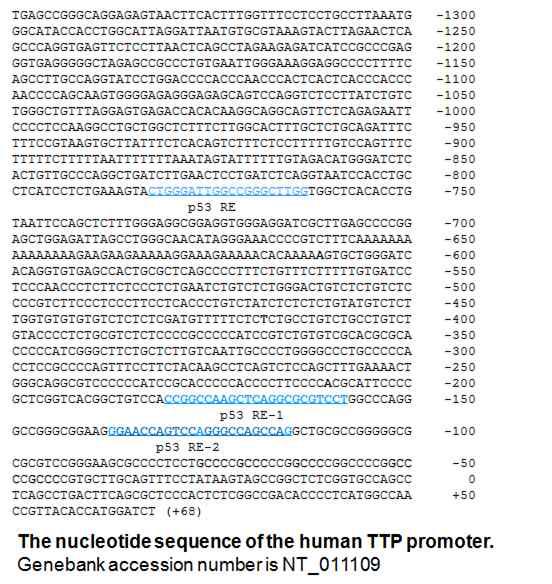 TTP 프로모터 분석.
