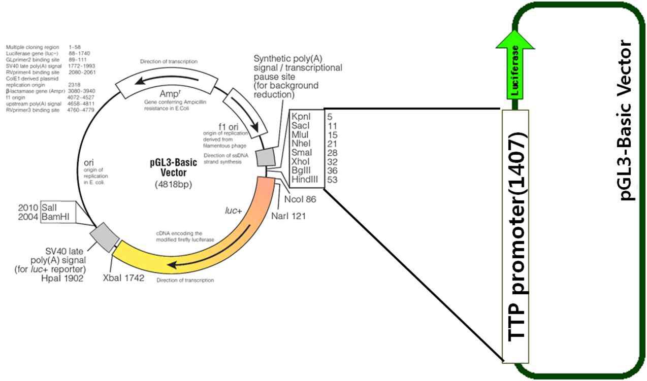 TTP 프로모터 클로닝.