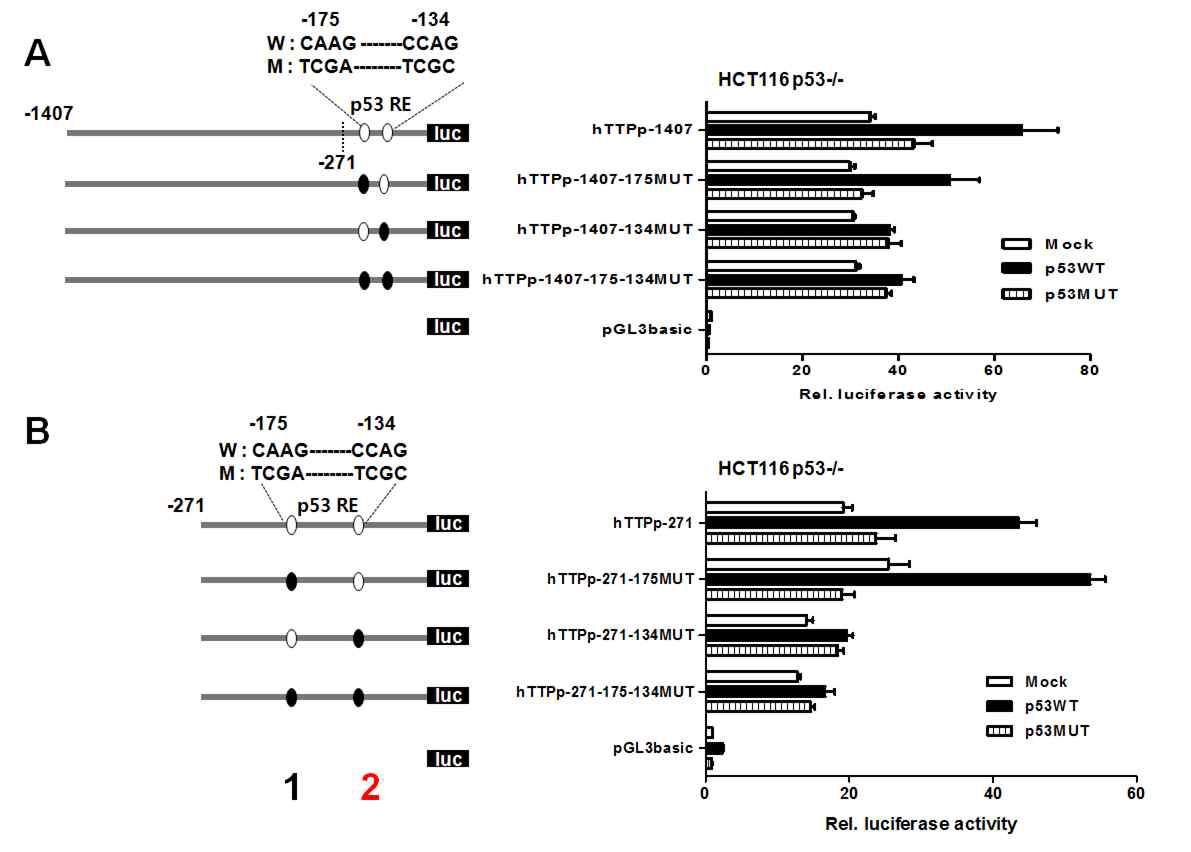 TTP 프로모터의 p53 binding site의 mutation 클로닝 및 분석.