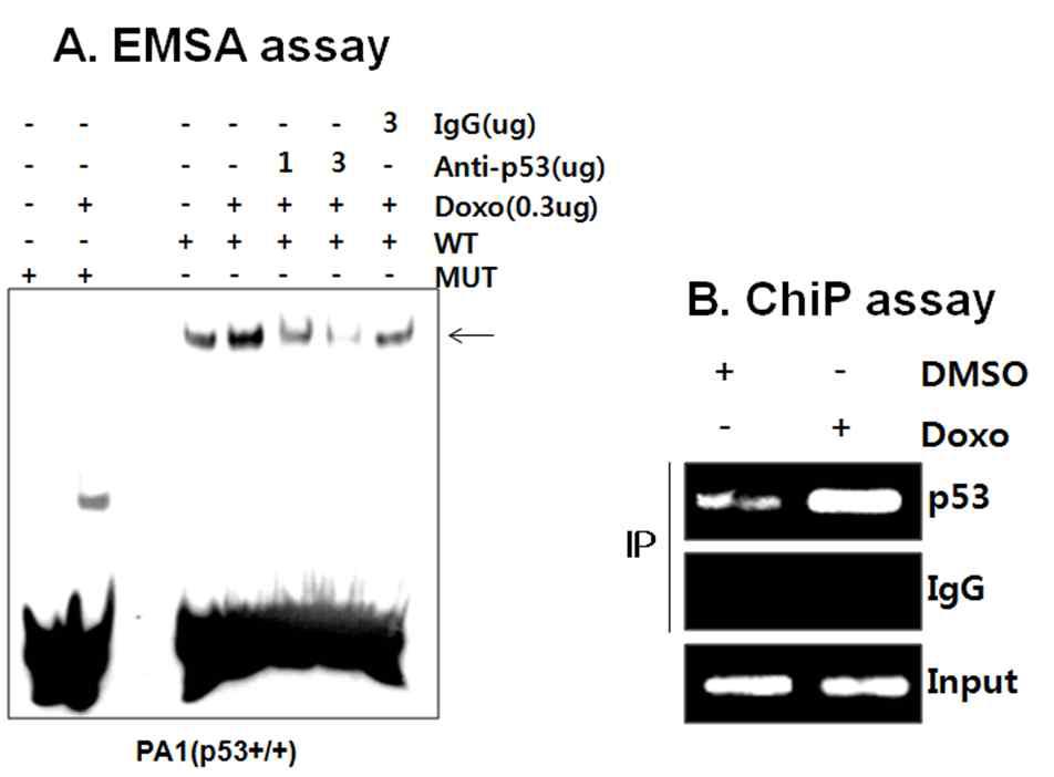 TTP 프로모터와 p53 interaction을 EMSA 및 ChiP 분석