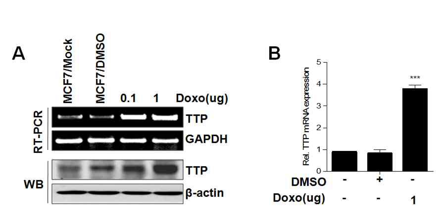 p53 활성에 따른 TTP 발현 분석.