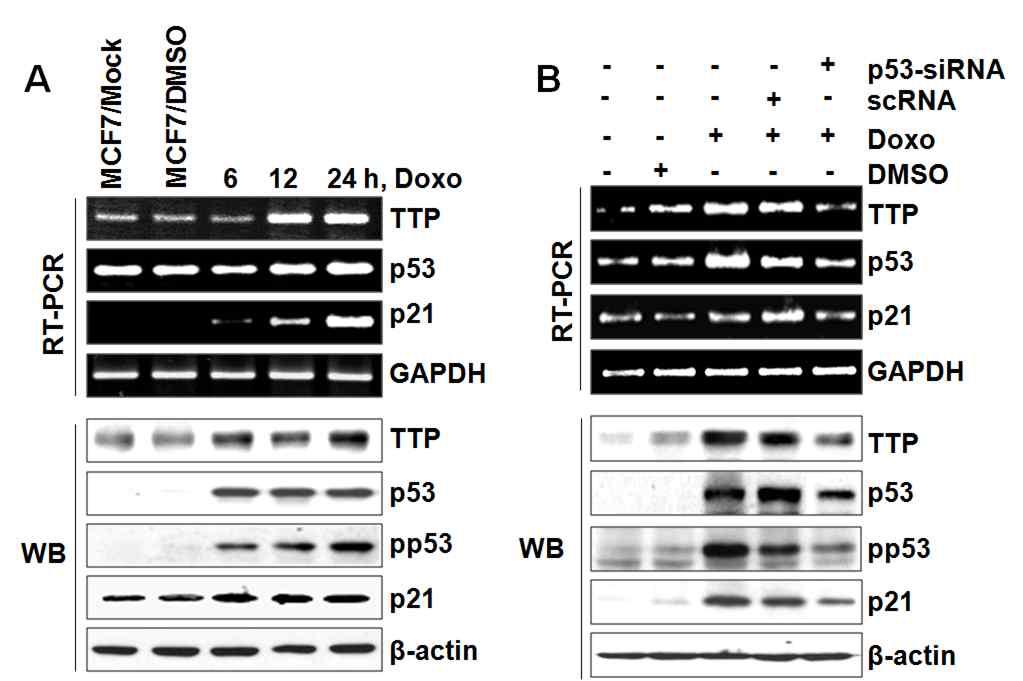 p53의 발현 변화에 따른 TTP 발현 분석