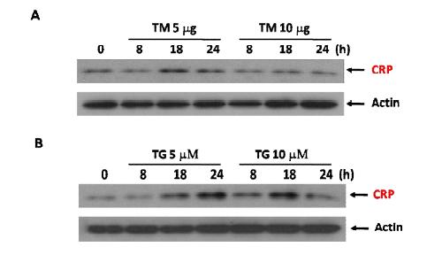 ER stress induces CRP expression in HepG2 cells.